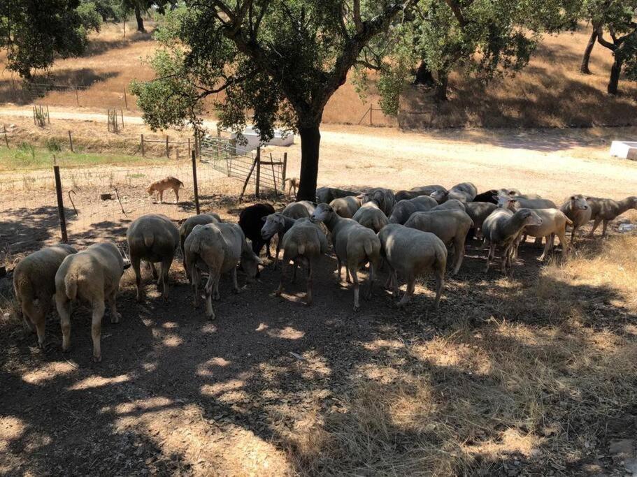 Вилла Casa Do Forno Evora Retreat Редонду Экстерьер фото